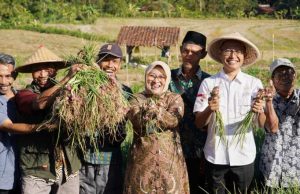 Bupati Kebumen Panen Raya Bawang Merah di Tlogowulung