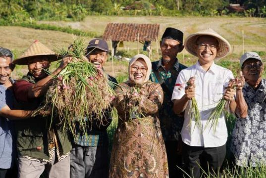 Bupati Kebumen Panen Raya Bawang Merah di Tlogowulung