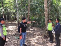 Warga Puring Tewas Terjatuh dari Pohon Kelapa
