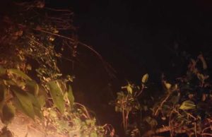 Petugas dan Warga Padamkan Kebakaran Hutan Pinus di Sadang