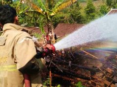 Gara-gara Api Bludukan, Kandang Sapi Ludes Terbakar