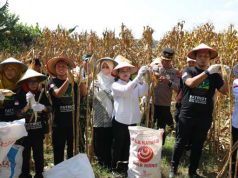 Panen Raya Jagung GP Ansor, Wali Kota Semarang: Bukti Pemuda Mampu Perkuat Ketahanan Pangan