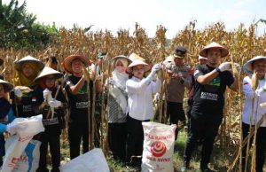 Panen Raya Jagung GP Ansor, Wali Kota Semarang: Bukti Pemuda Mampu Perkuat Ketahanan Pangan