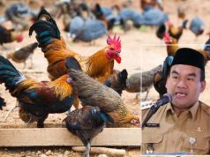 Blora Gagas untuk Jadi Sentra Produksi Ayam Kampung, 6 Bulan Bisa Panen
