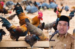 Blora Gagas untuk Jadi Sentra Produksi Ayam Kampung, 6 Bulan Bisa Panen