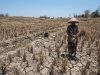 Kemarau Masih Panjang, Lahan Tadah Hujan di Blora Potensi Gagal Panen