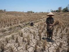 Kemarau Masih Panjang, Lahan Tadah Hujan di Blora Potensi Gagal Panen