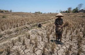 Kemarau Masih Panjang, Lahan Tadah Hujan di Blora Potensi Gagal Panen