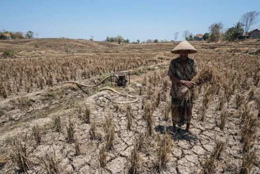 Kemarau Masih Panjang, Lahan Tadah Hujan di Blora Potensi Gagal Panen