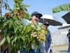 Agro Eduwisata Masjid Agung Semarang Diresmikan, Dorong Pengembangan Wisata Pertanian Kota Semarang
