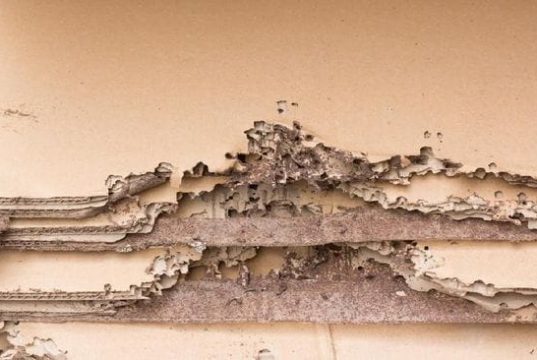 Kenali Tanda Sarang Rayap di Rumah Sebelum Kerusakan Semakin Parah