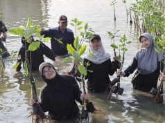 BEM USM dan Rotary Club Bimasena Tanam 1.000 Bibit Mangrove
