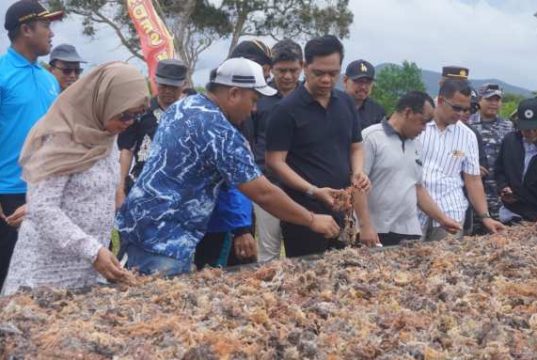Terima Bantuan Rp9 Miliar, Karimunjawa Kembangkan Budidaya Rumput Laut hingga 200 Hektare