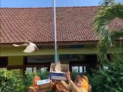 Pelepasan Burung Merpati Warnai Pembukaan MPLS SDN 3 Tubanan