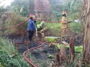 Warga Purwodadi Panik! Rumput Alang Alang Terbakar, Damkar Grobogan Bergerak Cepat Cegah Api Merembet